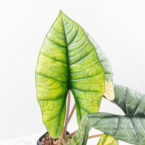 Alocasia 'Bisma Platinum' Aurea Variegated (wk21-Q) *Corming Size*