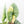 Alocasia 'Bisma Platinum' Aurea Variegated (wk21-Q) *Corming Size*