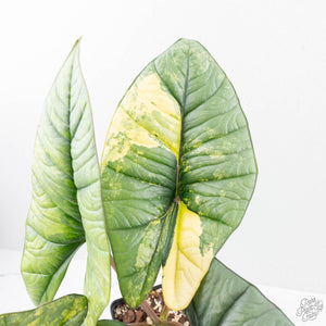 Alocasia 'Bisma Platinum' Aurea Variegated (wk21-Q) *Corming Size*