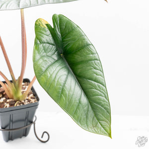 Alocasia 'Bisma Platinum' Aurea Variegated (wk21-Q) *Corming Size*