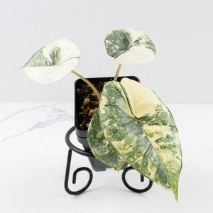 Alocasia ‘Bisma Platinum’ Albo Variegated (wk34-L59)