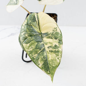 Alocasia ‘Bisma Platinum’ Albo Variegated (wk34-L59)
