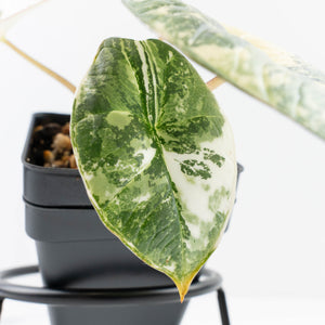 Alocasia ‘Bisma Platinum’ Albo Variegated (wk34-L59)