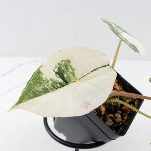 Alocasia ‘Bisma Platinum’ Albo Variegated (wk34-L59)