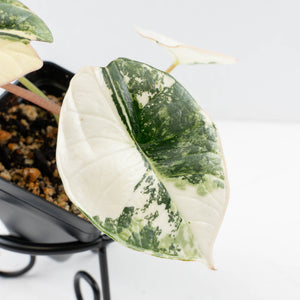 Alocasia ‘Bisma Platinum’ Albo Variegated (wk34-L59)
