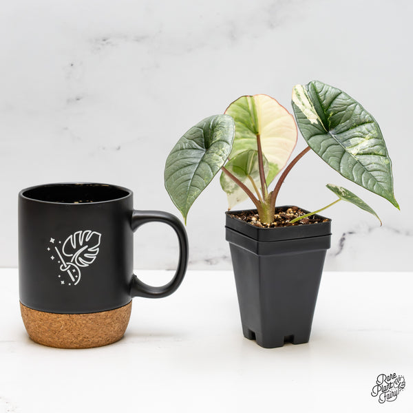 Alocasia 'Bisma Platinum' Albo Variegated (wk52-C)