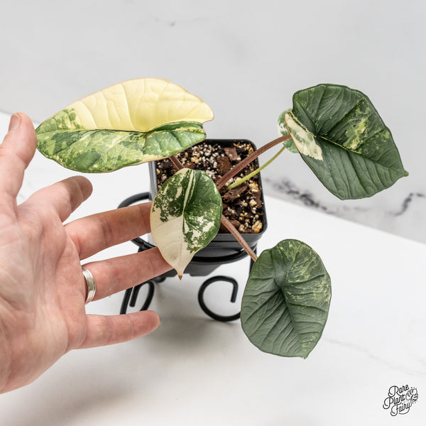 Alocasia 'Bisma Platinum' Albo Variegated (wk52-C)