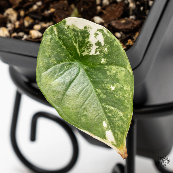 Alocasia 'Bisma Platinum' Albo Variegated (wk52-C)
