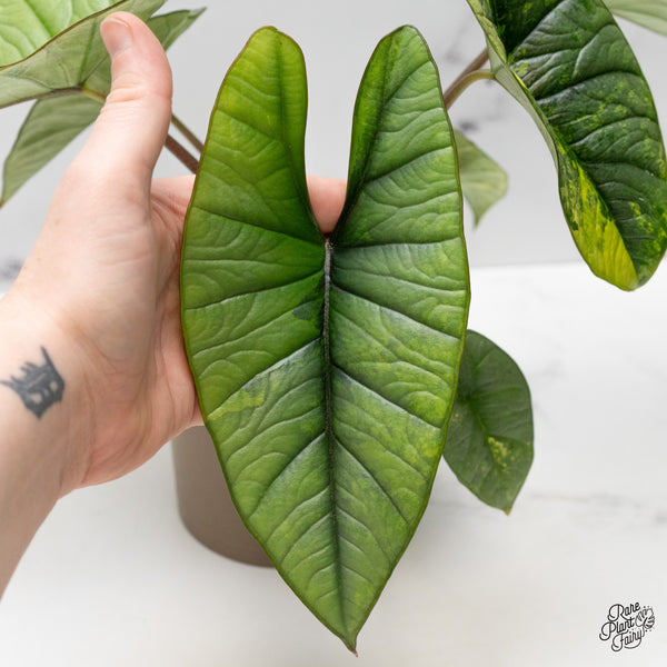 Alocasia 'Bisma Platinum' Aurea Variegated (wk52-R)