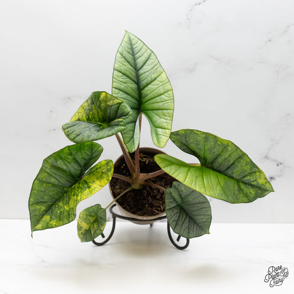 Alocasia 'Bisma Platinum' Aurea Variegated (wk52-R)