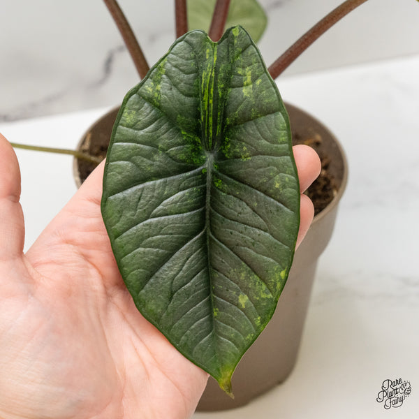 Alocasia 'Bisma Platinum' Aurea Variegated (wk52-R)