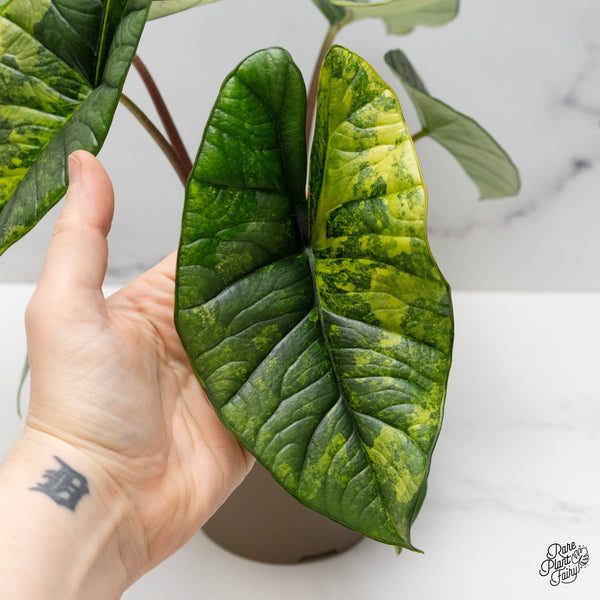 Alocasia 'Bisma Platinum' Aurea Variegated (wk52-R)