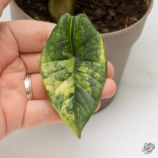 Alocasia 'Bisma Platinum' Aurea Variegated (wk52-R)