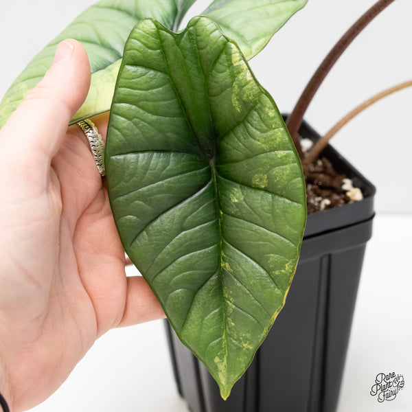 Alocasia 'Bisma Platinum' Albo Variegated (wk5-UK) *Sport*