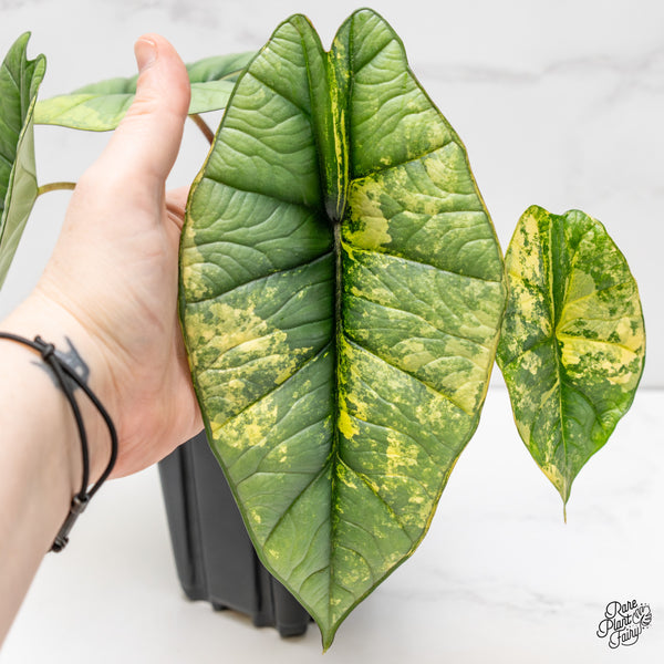 Alocasia 'Bisma Platinum' Albo Variegated (wk5-UK) *Sport*