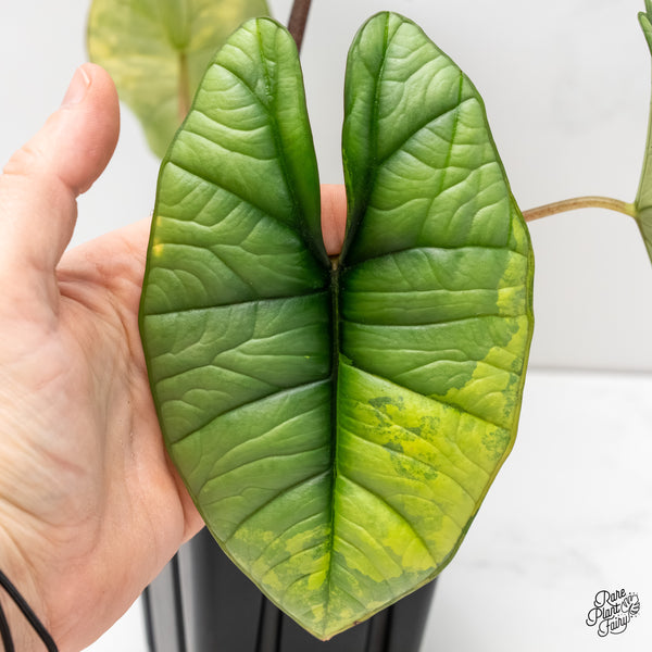 Alocasia 'Bisma Platinum' Albo Variegated (wk5-UK) *Sport*