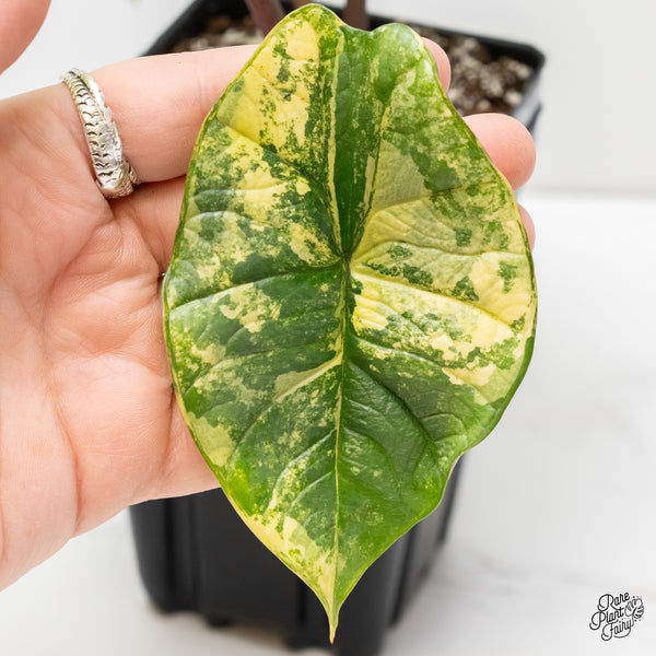 Alocasia 'Bisma Platinum' Albo Variegated (wk5-UK) *Sport*