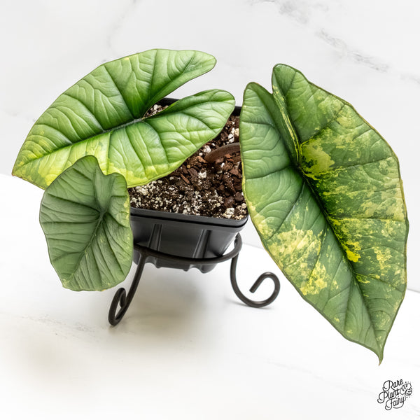 Alocasia 'Bisma Platinum' Albo Variegated (wk5-UK) *Sport*