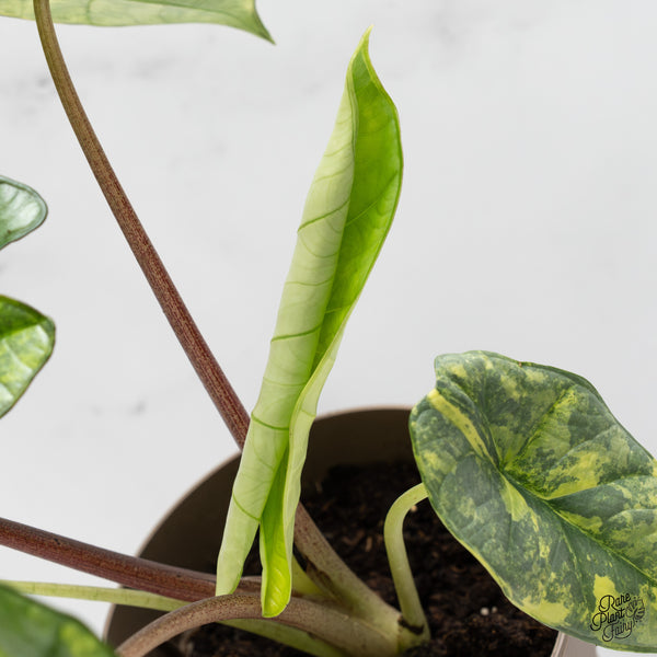 Alocasia 'Bisma Platinum' Aurea Variegated (wk47-UJ) *Corming Size*