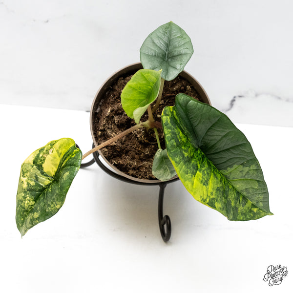 Alocasia 'Bisma Platinum' Aurea Variegated (wk49-O)