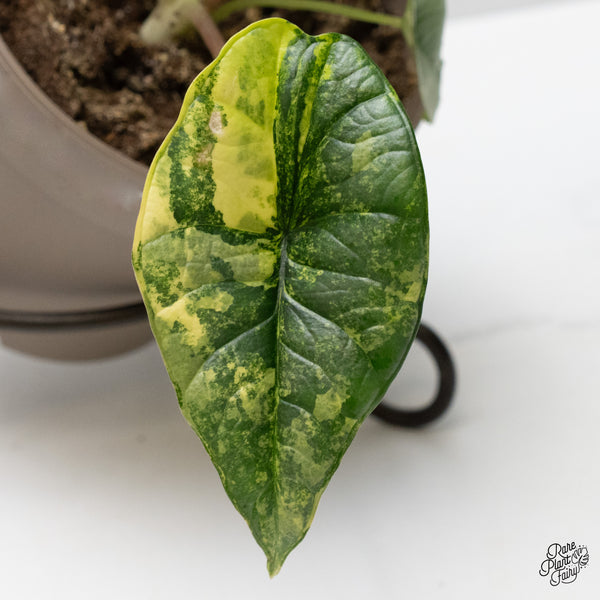 Alocasia 'Bisma Platinum' Aurea Variegated (wk49-O)