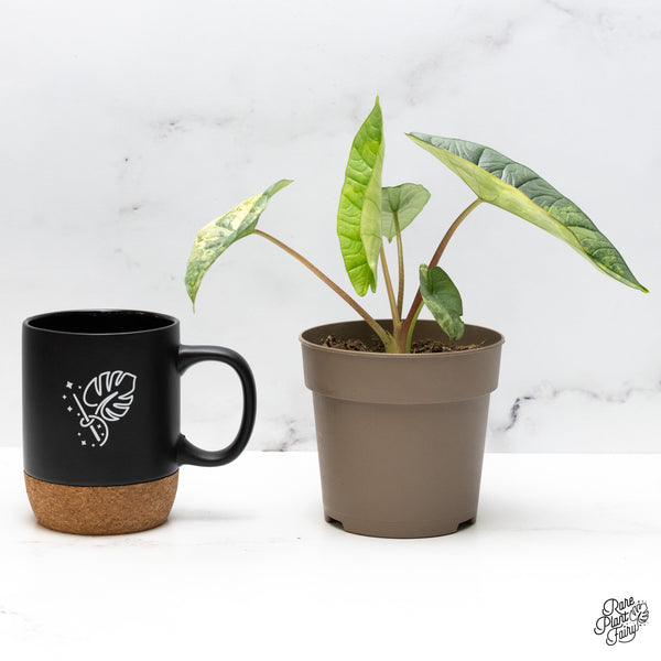 Alocasia 'Bisma Platinum' Aurea Variegated (wk49-O)