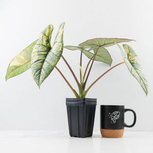 Alocasia 'Bisma Platinum' Aurea Variegated - Corming Size (wk33-L12)