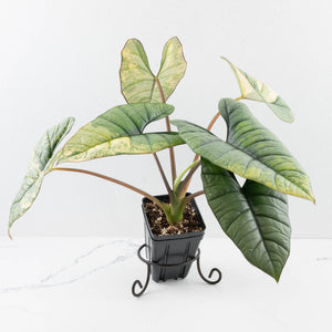 Alocasia 'Bisma Platinum' Aurea Variegated - Corming Size (wk33-L12)