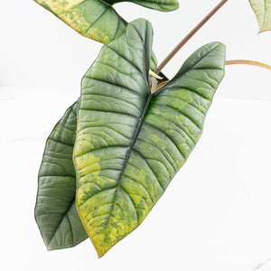 Alocasia 'Bisma Platinum' Aurea Variegated - Corming Size (wk33-L12)