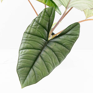 Alocasia 'Bisma Platinum' Aurea Variegated - Corming Size (wk33-L12)