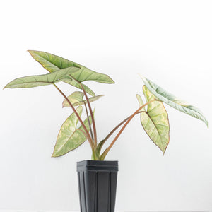 Alocasia 'Bisma Platinum' Aurea Variegated - Corming Size (wk33-L12)