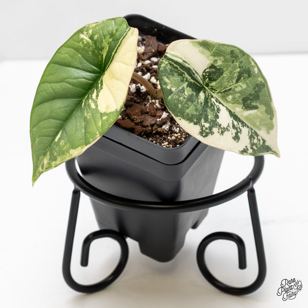 Alocasia 'Bisma Platinum' Albo Variegated (wk5-M)