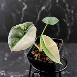 Alocasia 'Bisma Platinum' Albo Variegated (wk43-L403)