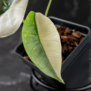 Alocasia 'Bisma Platinum' Albo Variegated (wk43-L403)