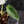Alocasia 'Bisma Platinum' Albo Variegated (wk43-L403)