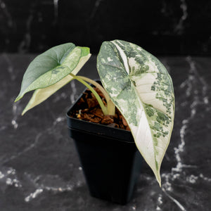 Alocasia 'Bisma Platinum' Albo Variegated (wk43-L404)