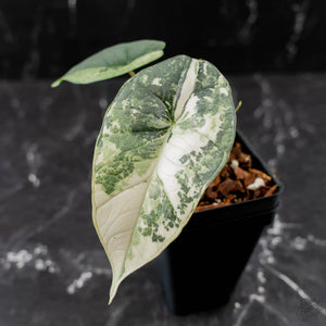 Alocasia 'Bisma Platinum' Albo Variegated (wk43-L404)