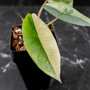 Alocasia 'Bisma Platinum' Albo Variegated (wk43-L404)