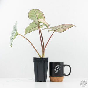 Alocasia 'Bisma Platinum' Albo Variegated (wk19-R) *Corming Size*