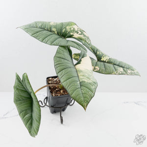 Alocasia 'Bisma Platinum' Albo Variegated (wk19-R) *Corming Size*