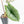 Alocasia 'Bisma Platinum' Albo Variegated (wk19-R) *Corming Size*