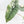 Alocasia 'Bisma Platinum' Albo Variegated (wk19-R) *Corming Size*