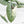 Alocasia 'Bisma Platinum' Albo Variegated (wk19-R) *Corming Size*
