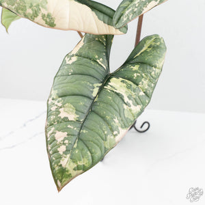 Alocasia 'Bisma Platinum' Albo Variegated (wk19-R) *Corming Size*