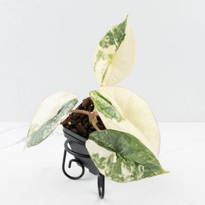 Alocasia ‘Bisma Platinum’ Albo Variegated (wk32-F)