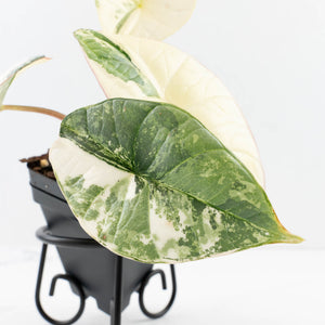 Alocasia ‘Bisma Platinum’ Albo Variegated (wk32-F)