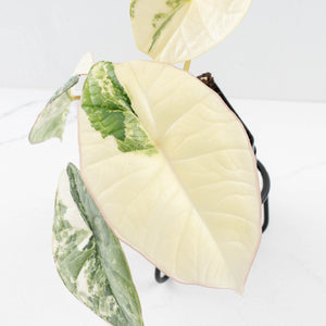 Alocasia ‘Bisma Platinum’ Albo Variegated (wk32-F)