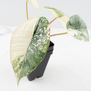 Alocasia ‘Bisma Platinum’ Albo Variegated (wk32-F)