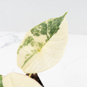 Alocasia ‘Bisma Platinum’ Albo Variegated (wk32-F)
