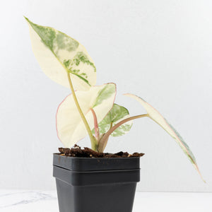 Alocasia ‘Bisma Platinum’ Albo Variegated (wk32-F)